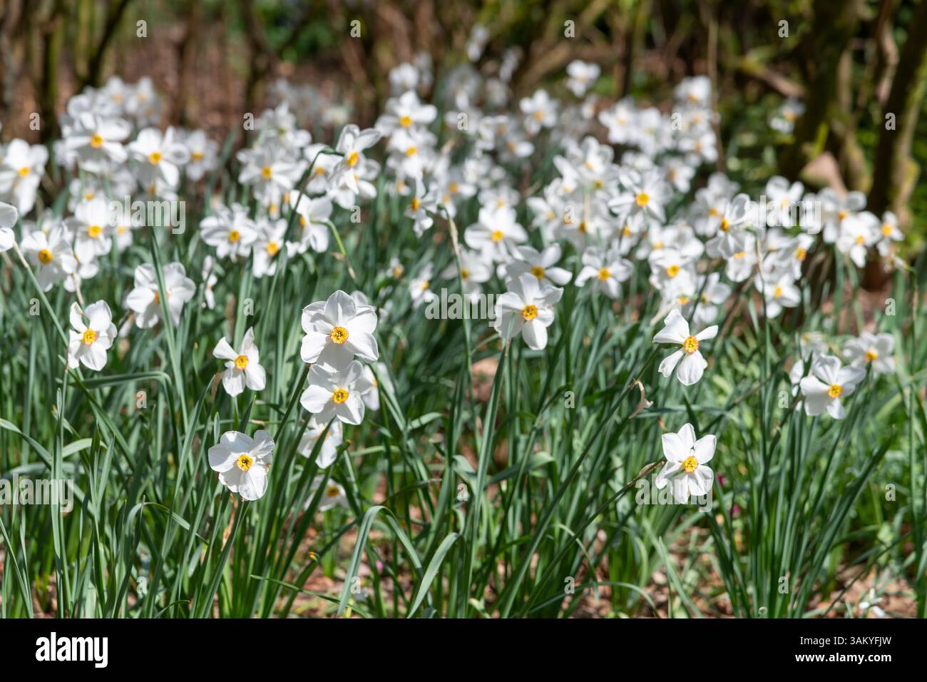 Narciso Actaea un tipo di Daffodil profumato e Poeticus che fiorisce in un luminoso sole primaverile Foto Stock