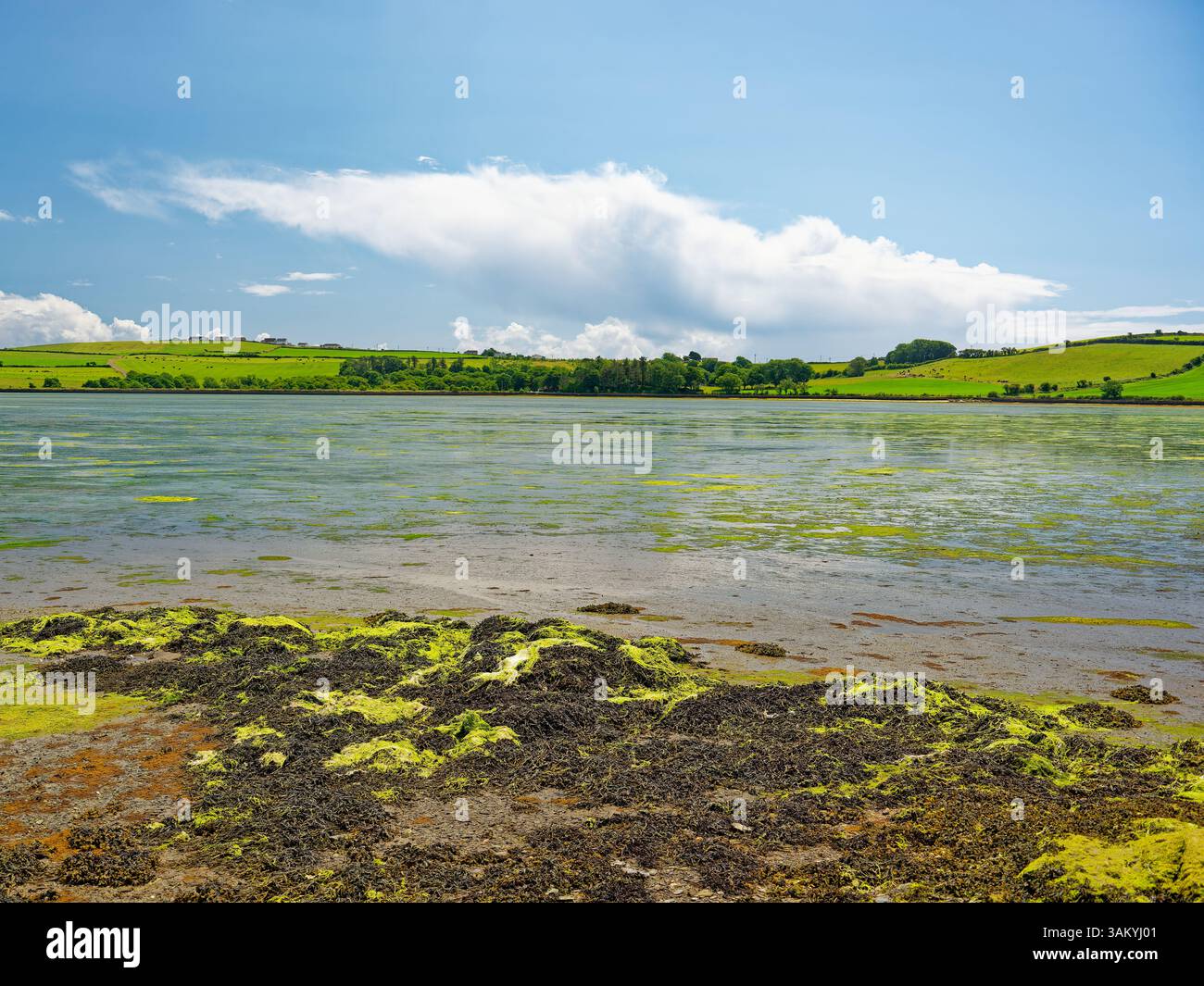 Le acque calme riflettono un vivace paesaggio verde a Inchydoney Island, Irlanda. La giornata di sole mette in risalto le bellezze naturali, perfette per esplorare le attività all'aperto Foto Stock