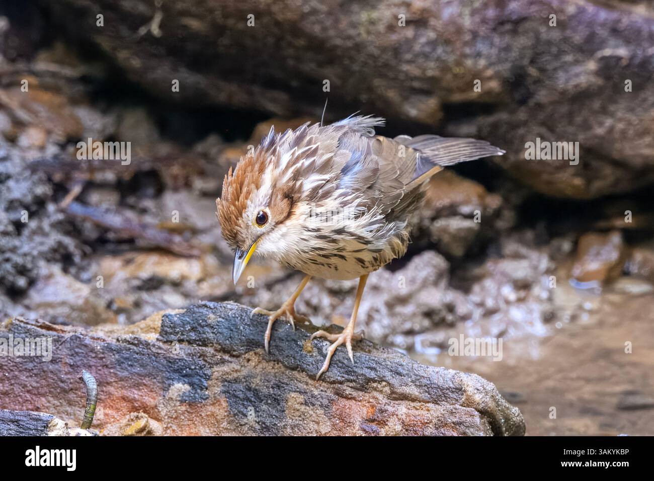 Babbler puff-throated o Pellorneum ruficeps visti a Karimganj, Assam, India Foto Stock