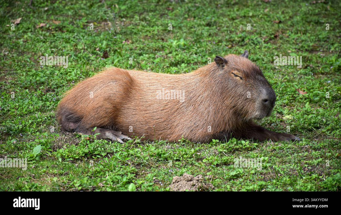 Un rilassato capybara riposa pacificamente sull'erba verde con gli occhi chiusi. Foto Stock