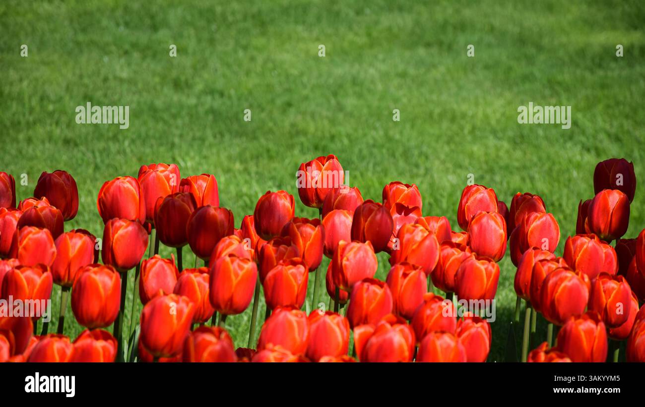 Un campo vibrante di tulipani rossi si erge in piena fioritura su uno sfondo di morbida erba verde. Foto Stock