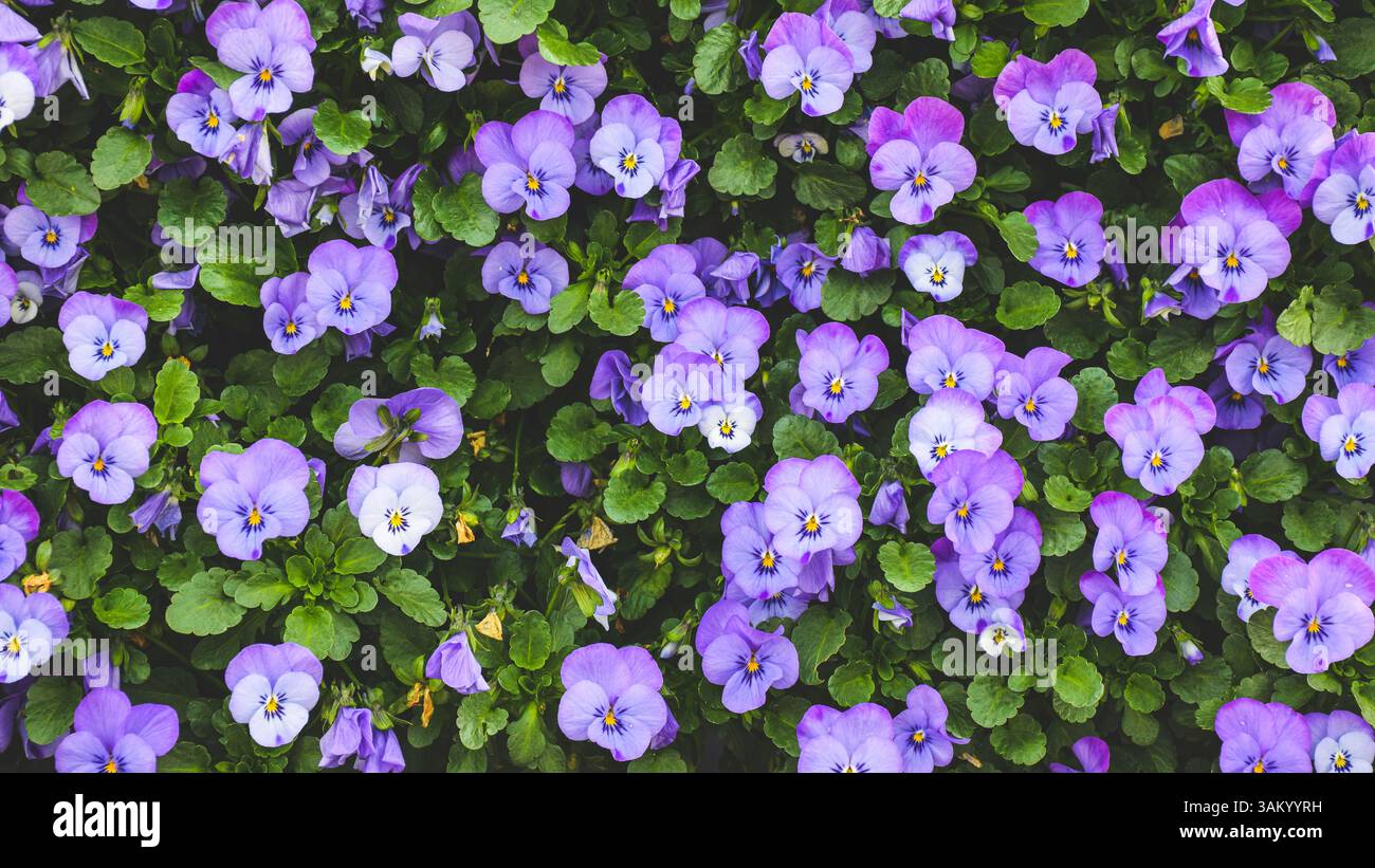 Un tappeto denso di vibranti fiori viola e fantasia con lussureggiante fogliame verde. Foto Stock
