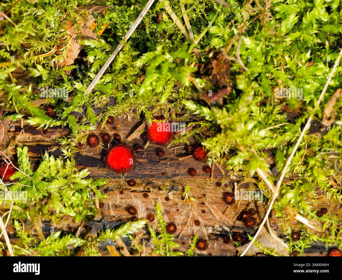 Funghi ciglia Foto Stock