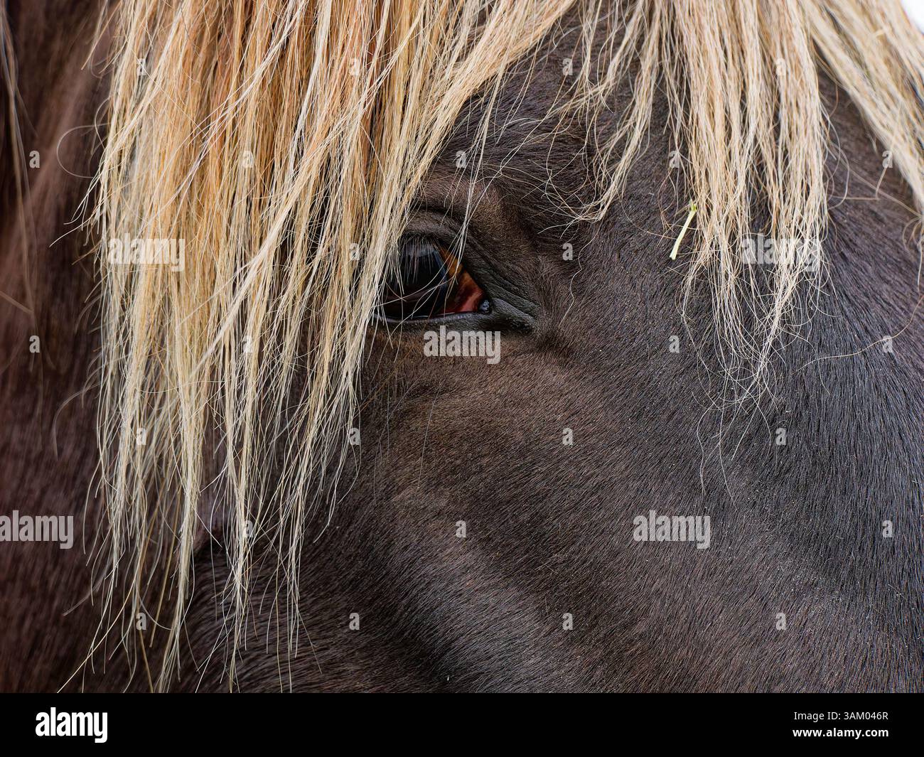 Primo piano della faccia di uno stallone roccioso di montagna Foto Stock