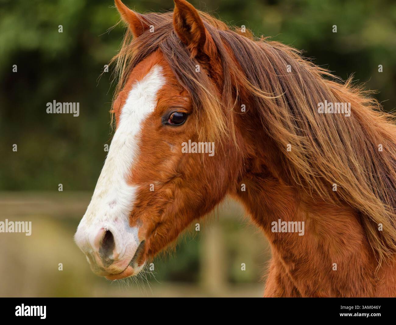 Rocky Mountain Colt di due anni Foto Stock