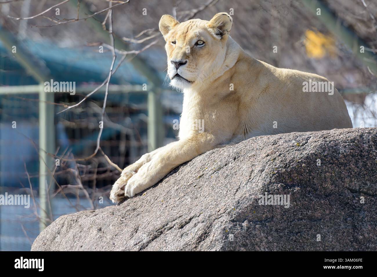 Una leonessa che riposa su una roccia nello zoo di Toronto. Foto Stock