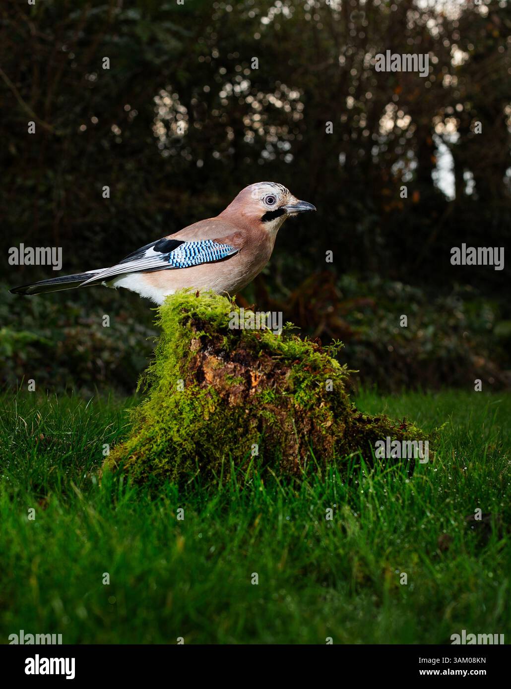 Jay, Garrulus glandarius, regno unito Foto Stock