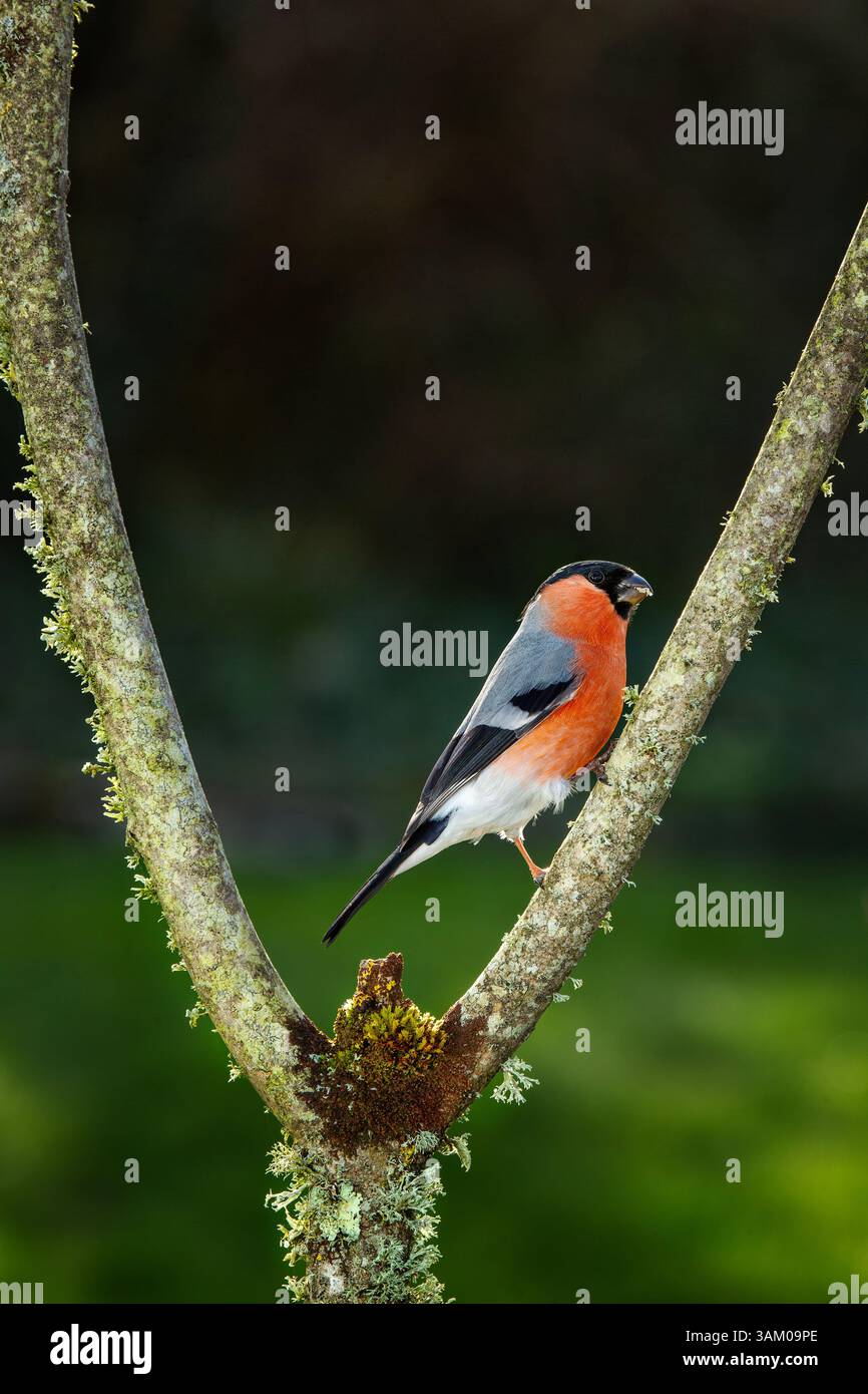 Bullfinch maschio Pyrrhula pyrrhula Foto Stock