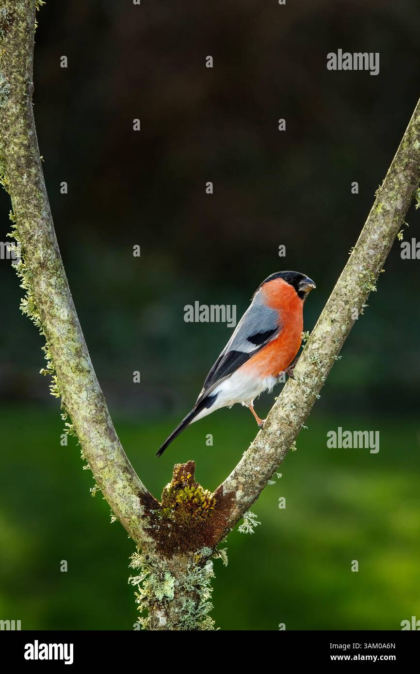 Bullfinch maschio Pyrrhula pyrrhula Foto Stock