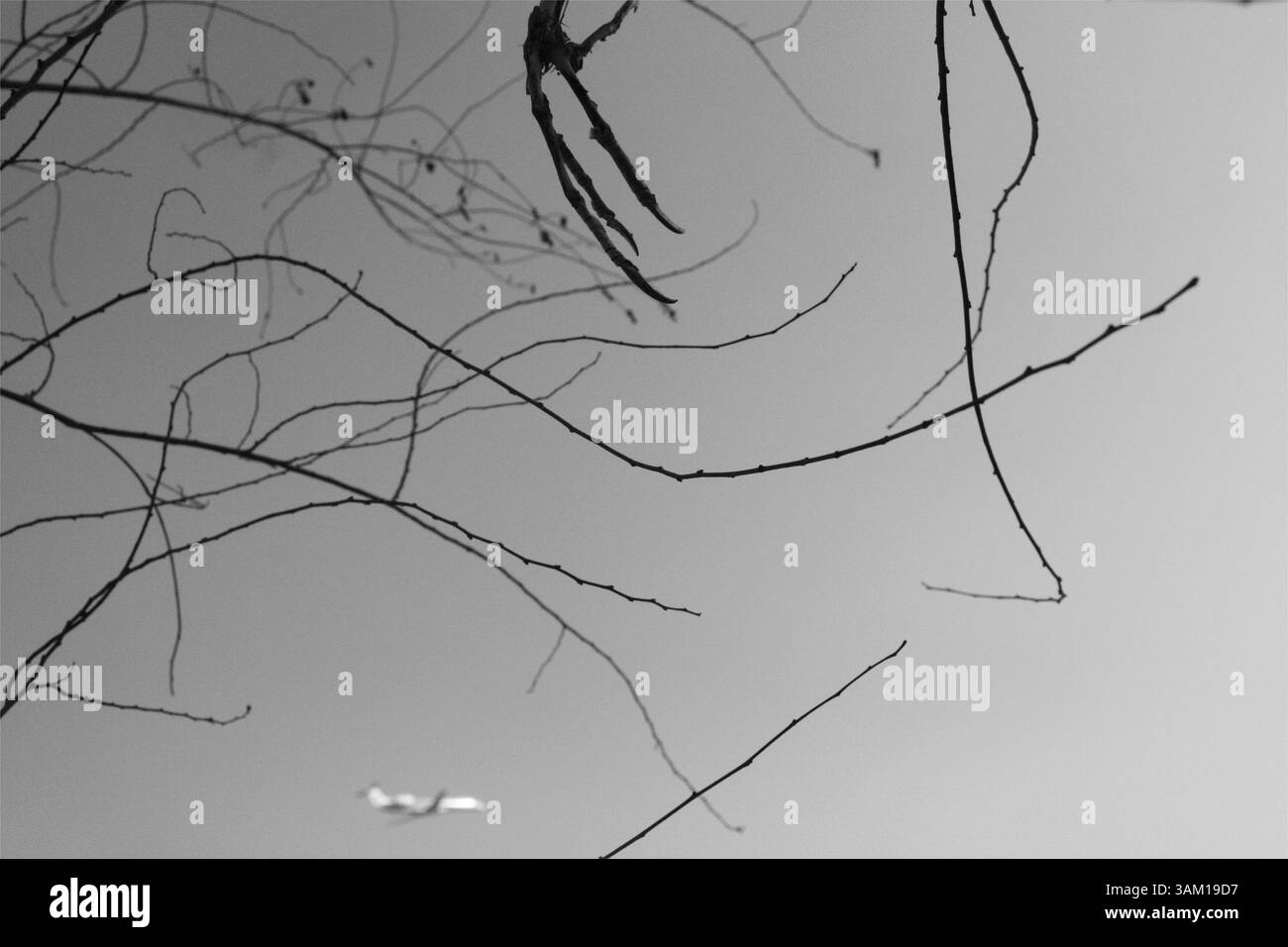 Conflitto tra l'espansione dell'aeroporto e la conservazione della fauna selvatica: Carcasse di uccelli appese sugli alberi vicino alla zona di decollo, evidenziando l'impatto ambientale della crescita dell'aviazione Foto Stock
