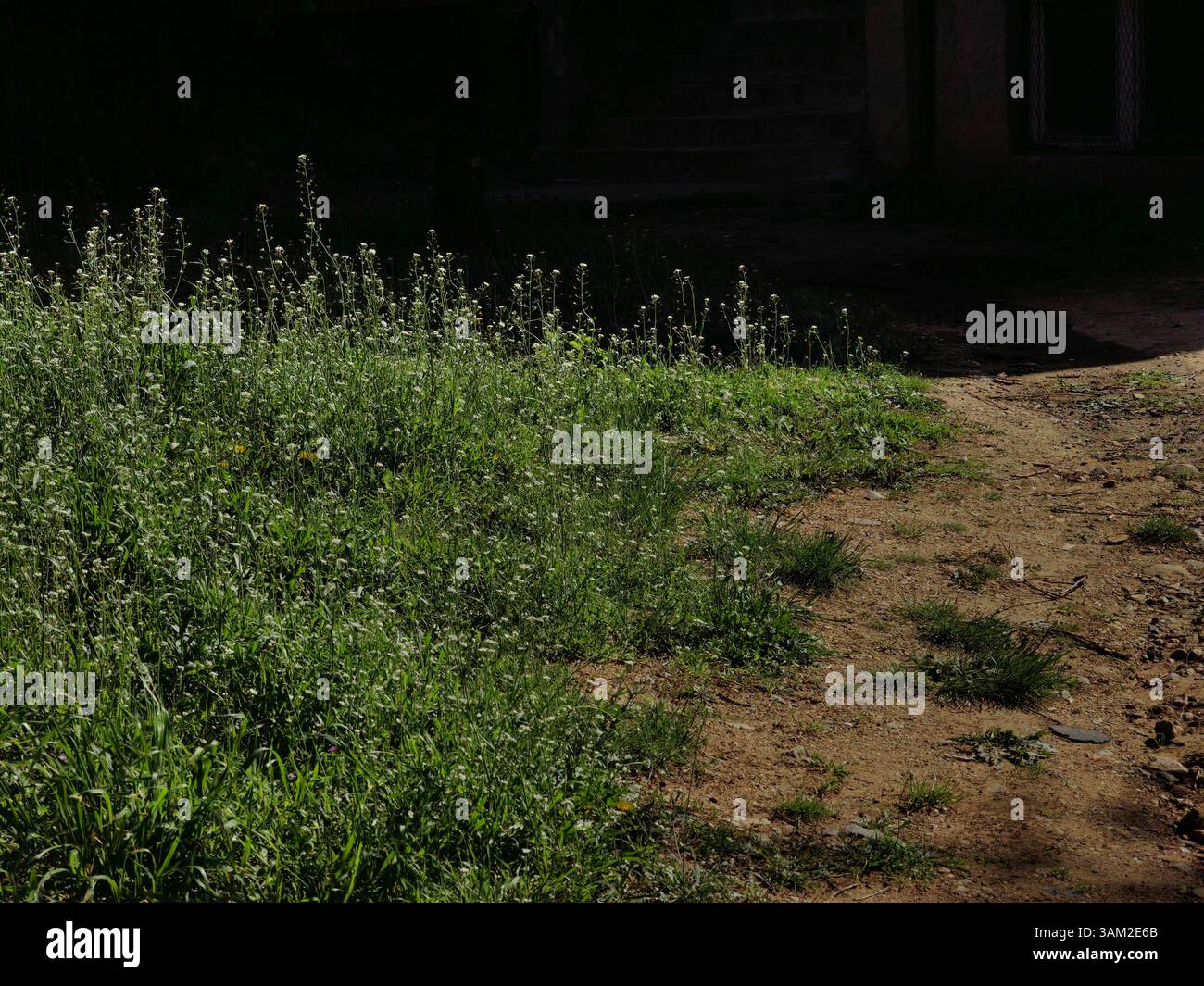 Percorso primaverile: Terra e erba lungo il sentiero del quartiere Foto Stock