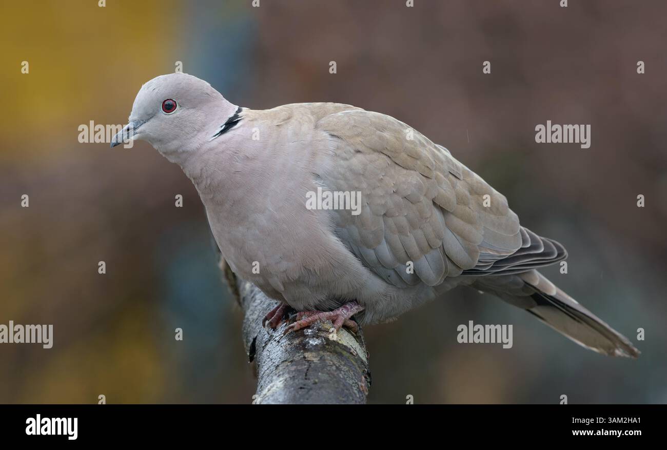 Calmo colomba eurasiatica con colletto (Streptopelia decaocto) in posa sul ramo in autunno Foto Stock