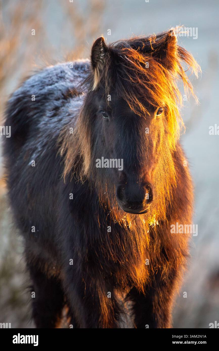 Un giovane pony cadde in una mattina fredda e gelida con gelo sul retro e luce dorata dal sole nascente in una tarda mattinata invernale all'alba Foto Stock
