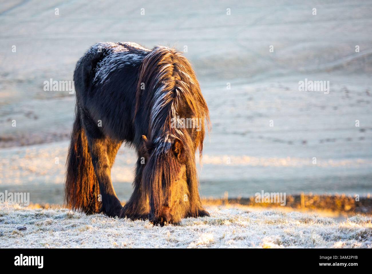Un giovane pony cadde in una mattina fredda e gelida con gelo sul retro e luce dorata dal sole nascente in una tarda mattinata invernale all'alba Foto Stock