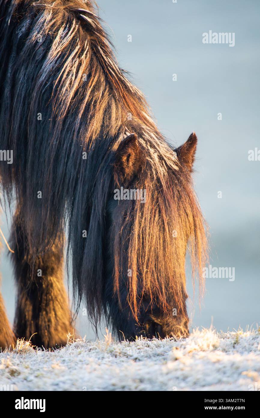 Un giovane pony cadde in una mattina fredda e gelida con gelo sul retro e luce dorata dal sole nascente in una tarda mattinata invernale all'alba Foto Stock