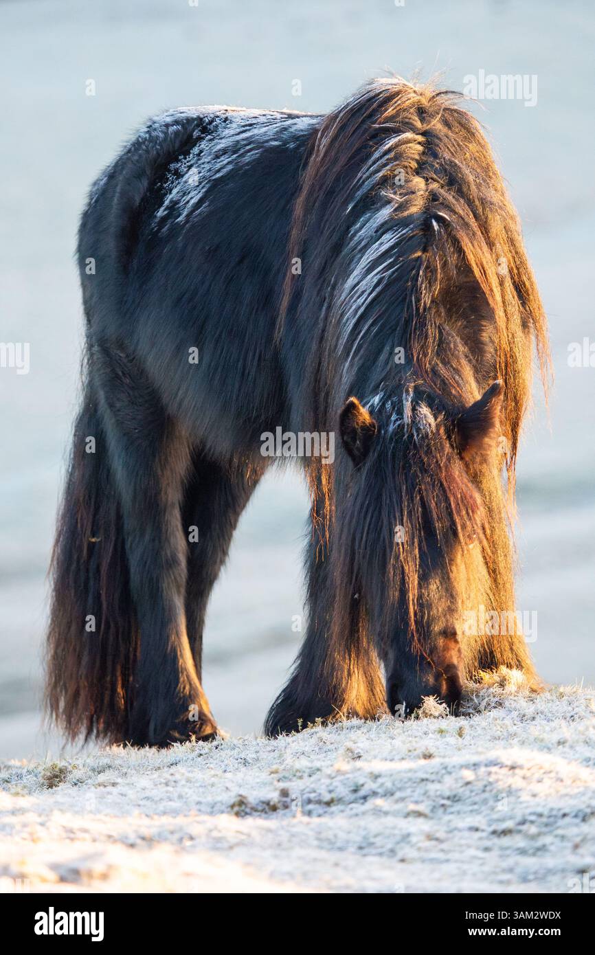Un giovane pony cadde in una mattina fredda e gelida con gelo sul retro e luce dorata dal sole nascente in una tarda mattinata invernale all'alba Foto Stock