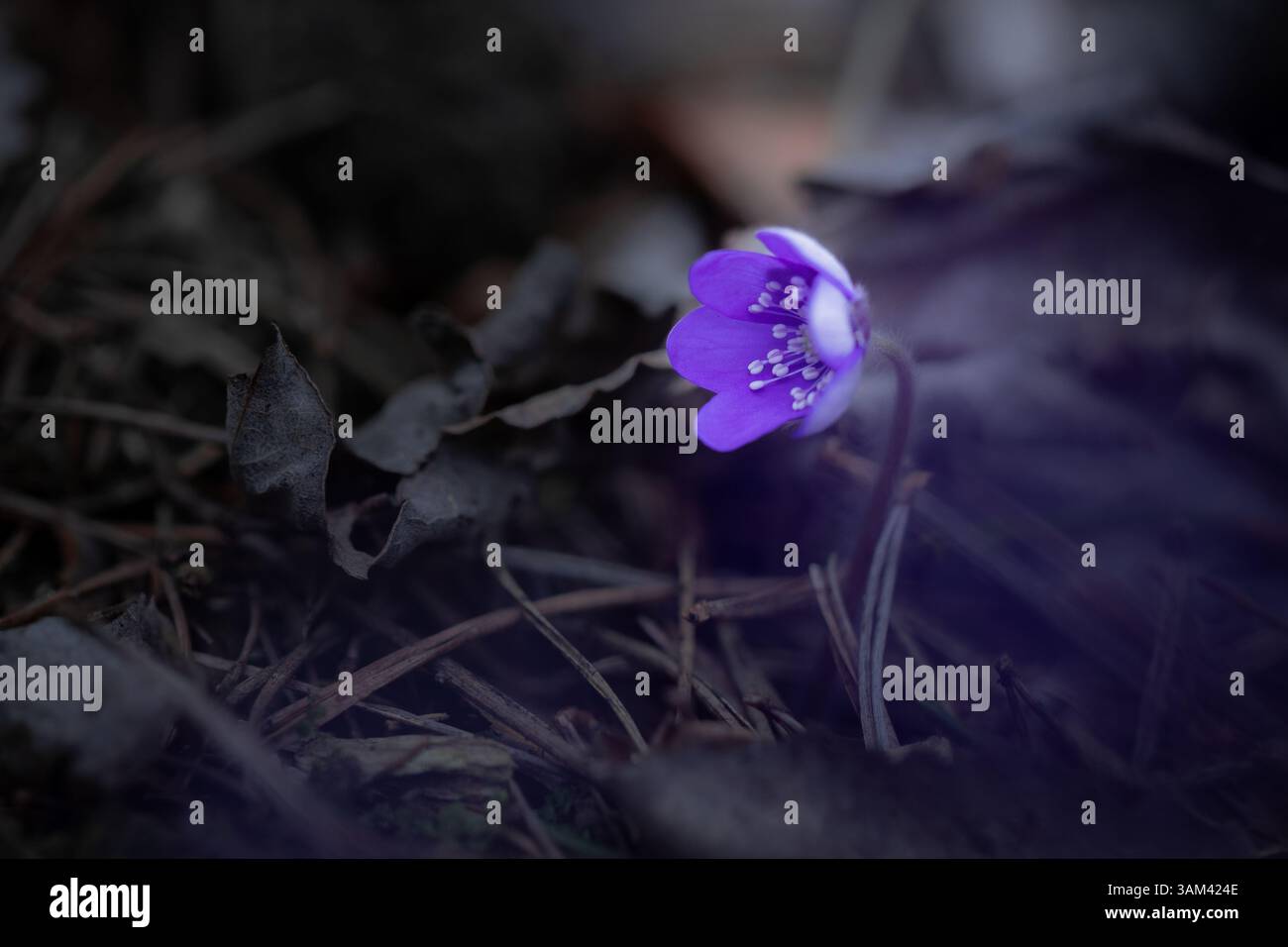 Un unico e vibrante fiore di foglie di liverfoglia (Hepatica nobilis) che fiorisce tra i detriti della foresta scura e le foglie secche, catturato con un drammatico contrasto di colore Foto Stock