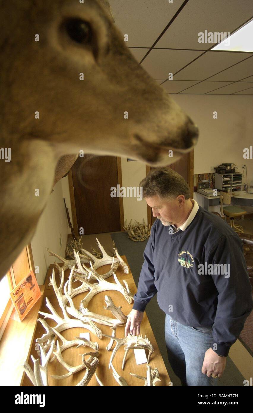 24 marzo 2004 - Stati Uniti - KRT SPORTS STORY SLUGGED: ENV-OTD-DEERHUNTERS KRT FOTOGRAFIA DI DAN Z. JOHNSON/PHILADELPHIA INQUIRER (7 aprile) Dave Griffith, co-proprietario del White Tail Ridge Game Ranch a Huntington, Pennsylvania, con un tavolo di palchi dei suoi dollari allevatori. Questi soldi non vengono cacciati, ma vengono tenuti per accoppiarsi e costruire il patrimonio genetico della fattoria. (mvw) 2004. (Immagine di credito: © Dan Z. Johnson/mct/ZUMAPRESS.com) Foto Stock