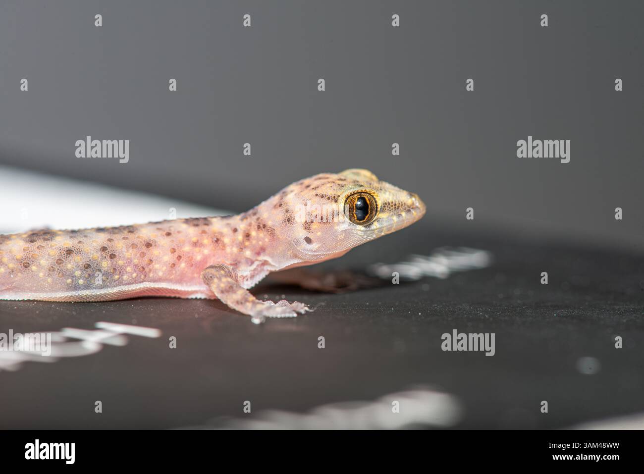 Un primo piano estremamente dettagliato di un geco di casa mediterranea (Hemidactylus turcicus) che riposa delicatamente su una mano umana, evidenziando il suo delicato textu della pelle Foto Stock