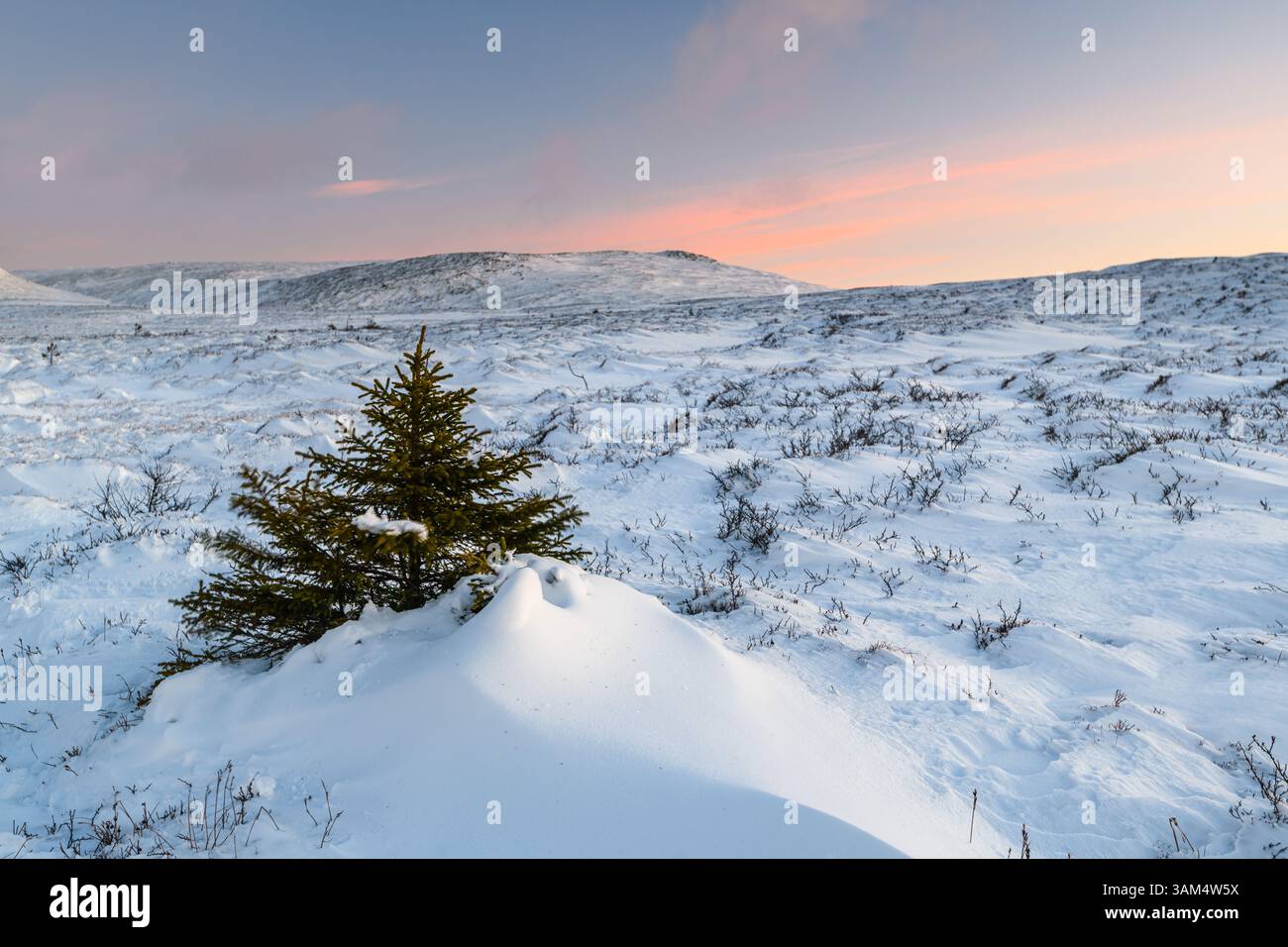 La neve ricopre il terreno montuoso della Svezia mentre un singolo albero si erge resiliente in mezzo al paesaggio bianco. I colori tenui del tramonto donano calore a Foto Stock