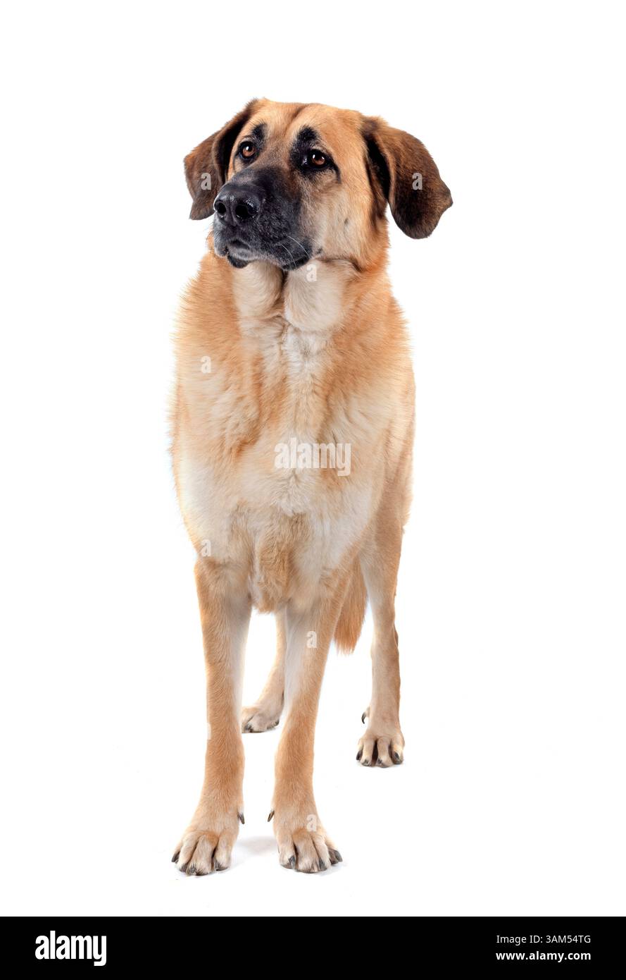 Mastino spagnolo davanti a sfondo bianco Foto Stock
