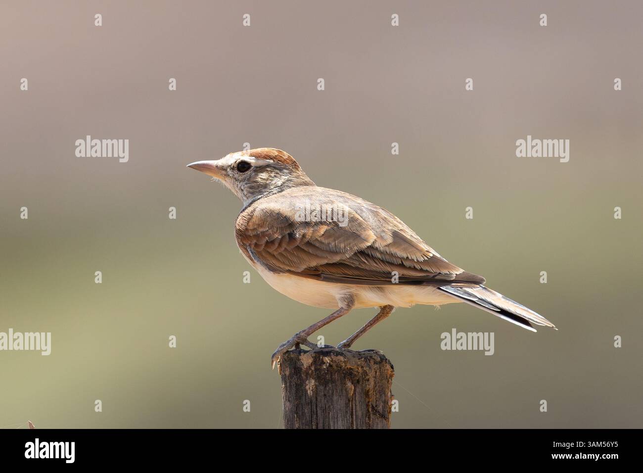 Lark con tappo rosso (Calandrella cinerea) sulla recinzione dell'azienda agricola vicino a Swellendam, Capo Occidentale, Sud Africa Foto Stock