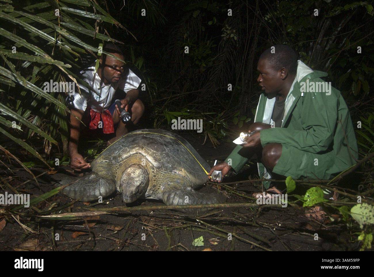 31 dicembre 2004 - Stati Uniti - KRT WORLD NEWS STORY SLUGGED: ENV-EQUATORIALGUINEA-TURTLES KRT FOTO DI BARBARA L. JOHNSTON/PHILADELPHIA INQUIRER (5 gennaio) Professor Severo mene Nsue, Left, and Turtle Guard Epifanio Mualeri Biri Measure a leatherback Turtle on Bioko Island in Equatorial Guinea il 30 dicembre 2004. (gsb) 2005 (immagine di credito: © Barbara L. Johnston/mct/ZUMAPRESS.com) Foto Stock