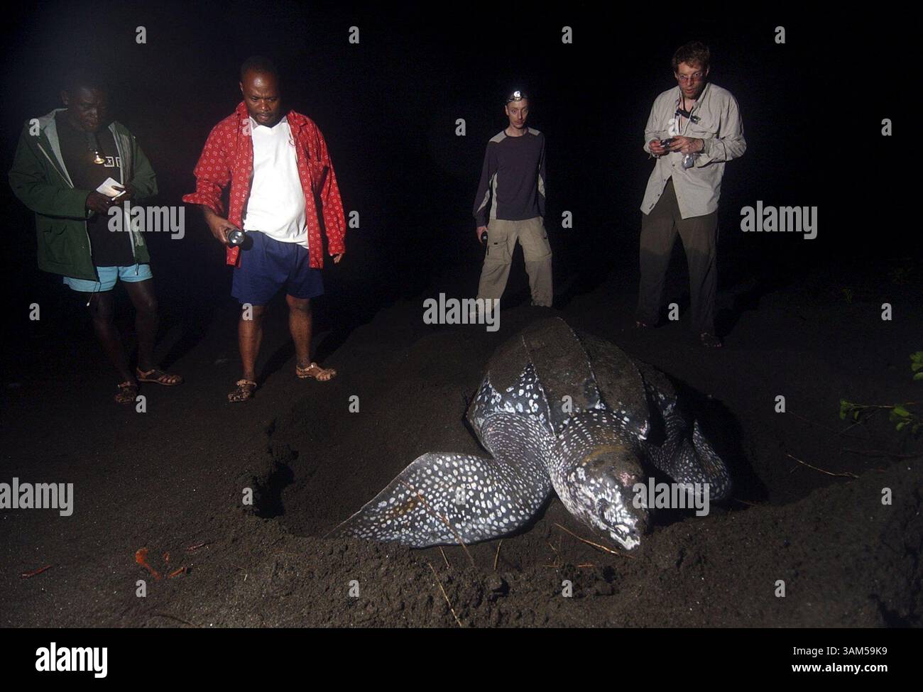31 dicembre 2004 - Stati Uniti - KRT WORLD NEWS STORY SLUGGED: ENV-EQUATORIALGUINEA-TURTLES KRT FOTO DI BARBARA L. JOHNSTON/PHILADELPHIA INQUIRER (5 gennaio) Professor Severo mene Nsue, sinistra, e guardia tartarughe Epifanio Mualeri Biri guardano una tartaruga liatherback sull'isola di Bioko in Guinea Equatoriale il 31 dicembre 2004, con i partecipanti alla spedizione James Massenburg e Paul Jaffe. (gsb) 2005 (immagine di credito: © Barbara L. Johnston/mct/ZUMAPRESS.com) Foto Stock