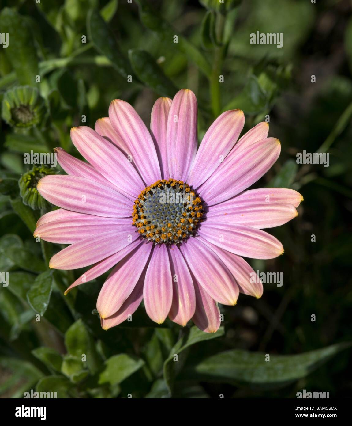 Osteospermum African Daisy Flowers Foto Stock