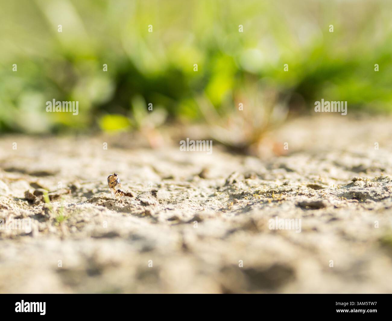 Gros plan d’une fourmi transportant un petit insecte sur un sol sec et éclairé par la lumière naturelle. Scène capturée dans la nature sauvage francese Foto Stock