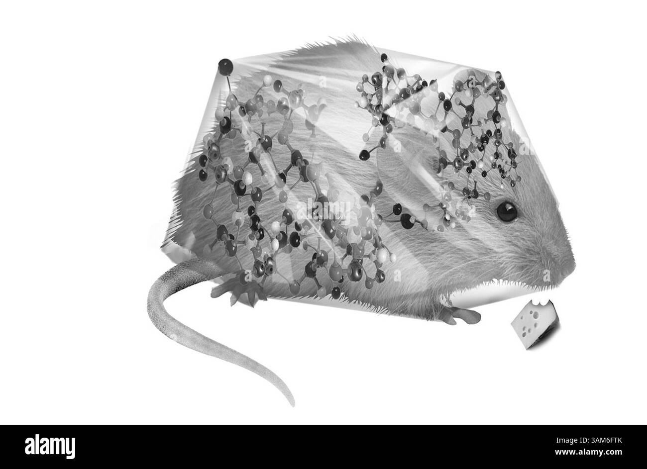 6 ottobre 2005 - Stati Uniti - NIENTE MAGS, NESSUNA VENDITA -- STORIA SPORTIVA KRT SLUGGED: PERFORMANCE-SPORTSPLUS-MICE ILLUSTRAZIONE KRT DI SUSAN JOUFLAS/SEATTLE TIMES (14 ottobre) mentre la scienza trova modi per migliorare le prestazioni (come alterare i geni che fanno crescere i muscoli nei topi) gli atleti si rivolgeranno a questi metodi -- anche se sono illegali -- per rimanere al passo con il loro sport. (gsb) 2005 (immagine di credito: © Susan Jouflas/mct/ZUMAPRESS.com) Foto Stock