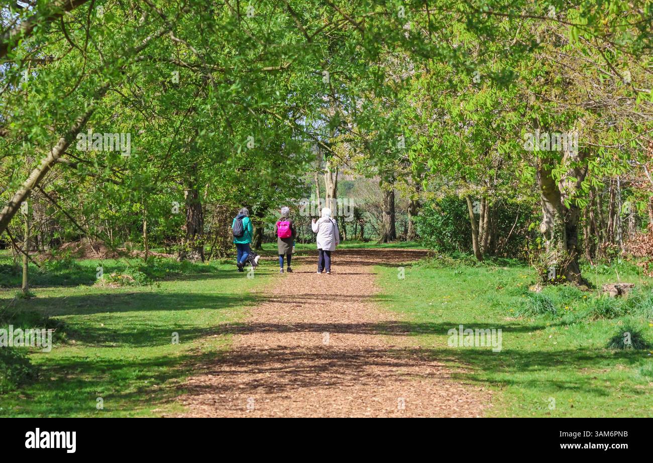 Moira Demesne, Moira, Contea di Down, Irlanda del Nord, Regno Unito. 13 aprile 2025. Meteo nel Regno Unito - dopo alcune piogge notturne leggere, le temperature sono scese a circa 10 °C, dato che il nuovo tempo è lungo, asciutto e soleggiato ma con una brezza fresca. Tre donne e un cane da collie di confine che cammina tra gli alberi in primavera. Crediti: CAZIMB/Alamy Live News. Foto Stock