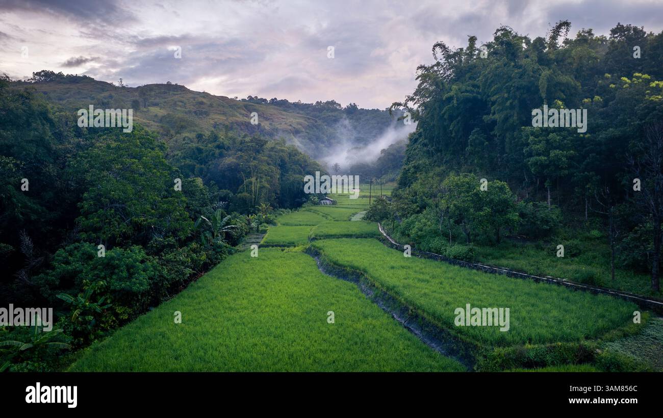 Una tranquilla vista aerea di una stretta risaia delimitata da una lussureggiante foresta e da una collina lontana, catturata in un pomeriggio coperto. Foto Stock Una tranquilla vista aerea di una stretta risaia delimitata da una lussureggiante foresta e da una collina lontana, catturata in un pomeriggio coperto. Foto Stock