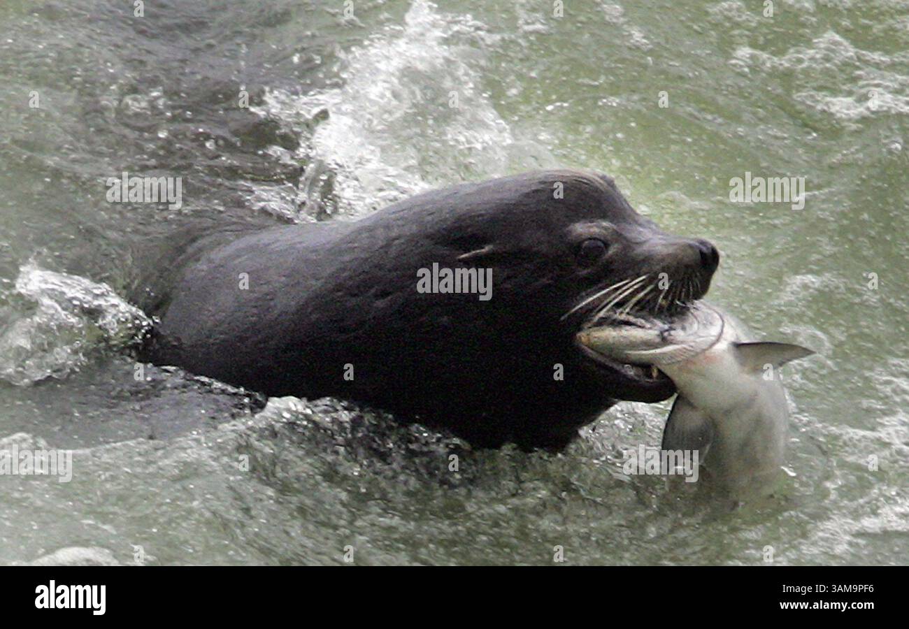 12 aprile 2007 - Stati Uniti - Un leone marino cattura un salmone chinook in via di estinzione che migra lungo il fiume Columbia appena sotto lo spillway presso la diga di Bonneville in Oregon giovedì 12 aprile 2007. Molte tecniche di nebulizzazione non letali non sono riuscite a scoraggiare i mammiferi marini dal cenare sul salmone, il che può portare a tecniche letali. Il leone marino della California è stato protetto sin dal passaggio del Marine Mammal Protection Act nel 1972. (Janet Jensen/Tacoma News Tribune/MCT) (immagine di credito: © Janet Jensen/mct/ZUMAPRESS.com) Foto Stock