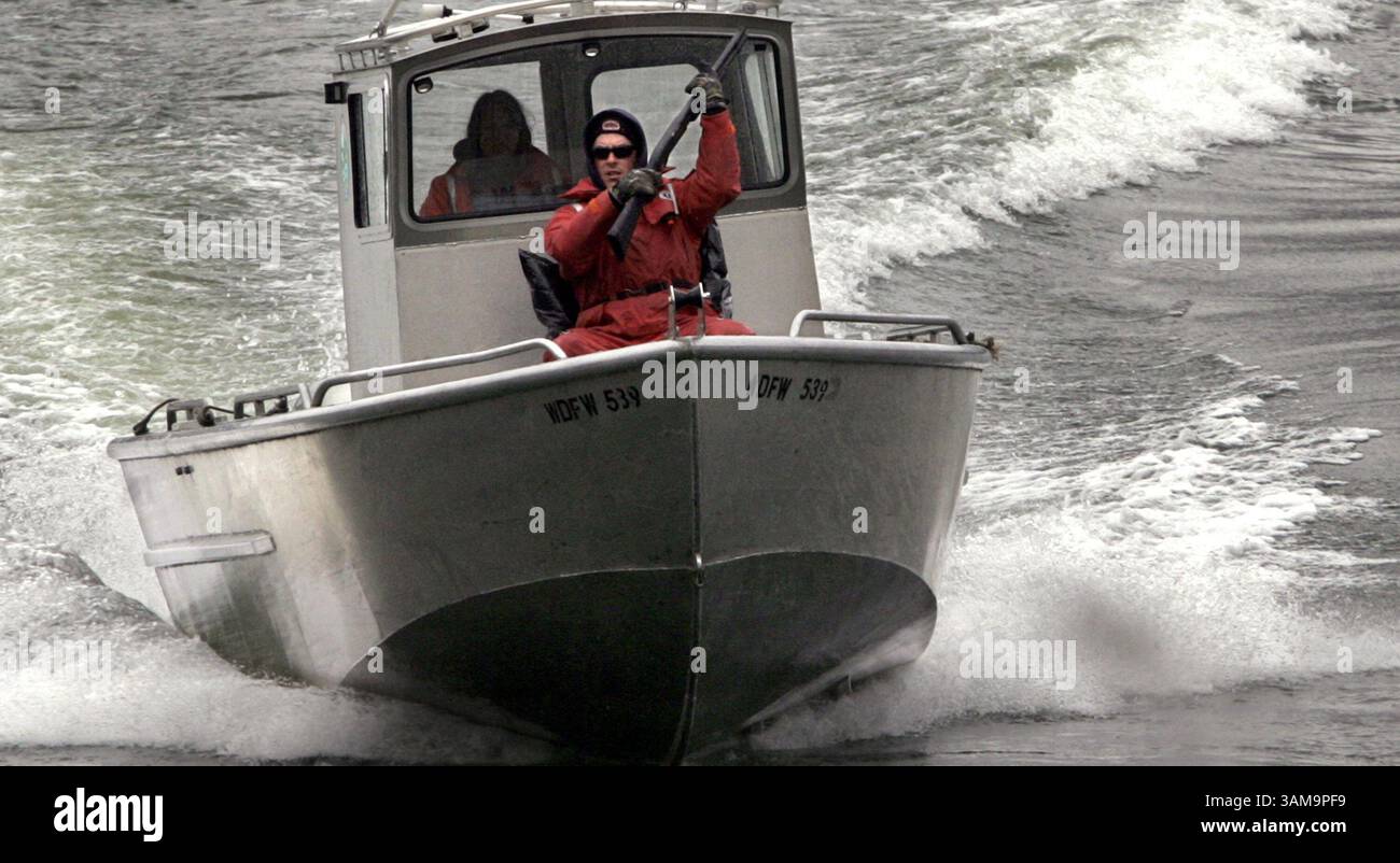 12 aprile 2007 - Stati Uniti - Un leone marino cattura un salmone chinook in via di estinzione che migra lungo il fiume Columbia appena sotto lo spillway presso la diga di Bonneville in Oregon giovedì 12 aprile 2007. Molte tecniche di nebulizzazione non letali non sono riuscite a scoraggiare i mammiferi marini dal cenare sul salmone, il che può portare a tecniche letali. Il leone marino della California è stato protetto sin dal passaggio del Marine Mammal Protection Act nel 1972. (Janet Jensen/Tacoma News Tribune/MCT) (immagine di credito: © Janet Jensen/mct/ZUMAPRESS.com) Foto Stock
