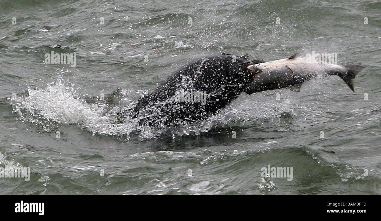 12 aprile 2007 - Stati Uniti - Un leone marino cattura un salmone chinook in via di estinzione che migra lungo il fiume Columbia appena sotto lo spillway presso la diga di Bonneville in Oregon giovedì 12 aprile 2007. Molte tecniche di nebulizzazione non letali non sono riuscite a scoraggiare i mammiferi marini dal cenare sul salmone, il che può portare a tecniche letali. Il leone marino della California è stato protetto sin dal passaggio del Marine Mammal Protection Act nel 1972. (Janet Jensen/Tacoma News Tribune/MCT) (immagine di credito: © Janet Jensen/mct/ZUMAPRESS.com) Foto Stock
