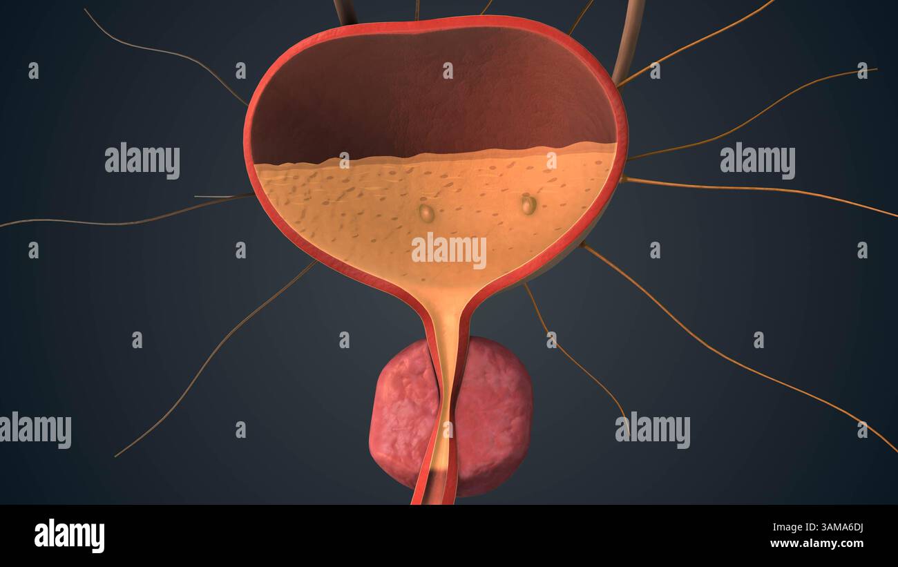 Funzione vescicale controllata dalla comunicazione cerebrale Foto Stock