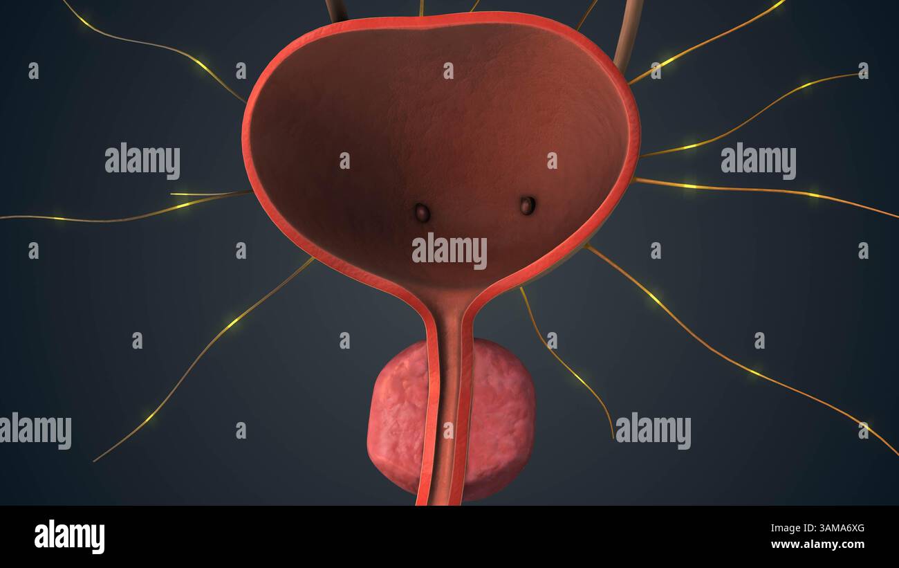 Funzione vescicale controllata dalla comunicazione cerebrale Foto Stock