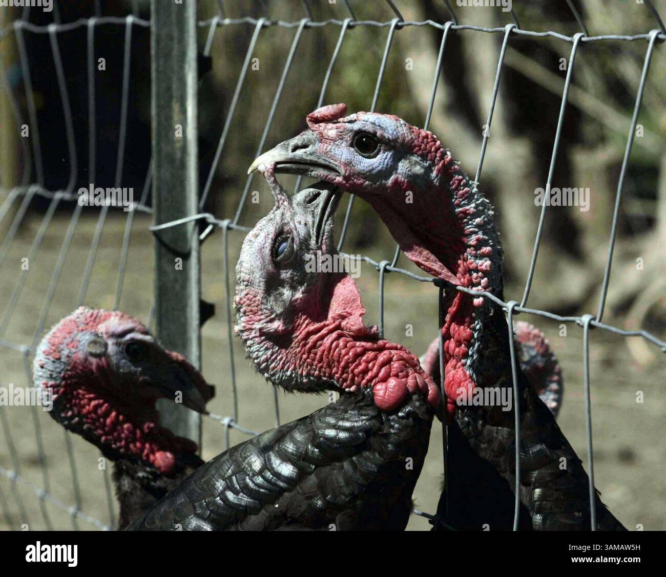 26 agosto 2007 - a volte le recinzioni buone non fanno dei buoni vicini, dato che due membri si imbattono in una roba. L'uccello a destra ne sta afferrando un altro dallo snood, la pelle carnosa e rugosa che pende sul becco. (Alan Berner/Seattle Times/MCT) (immagine di credito: © Alan Berner/MCT/ZUMAPRESS.com) Foto Stock