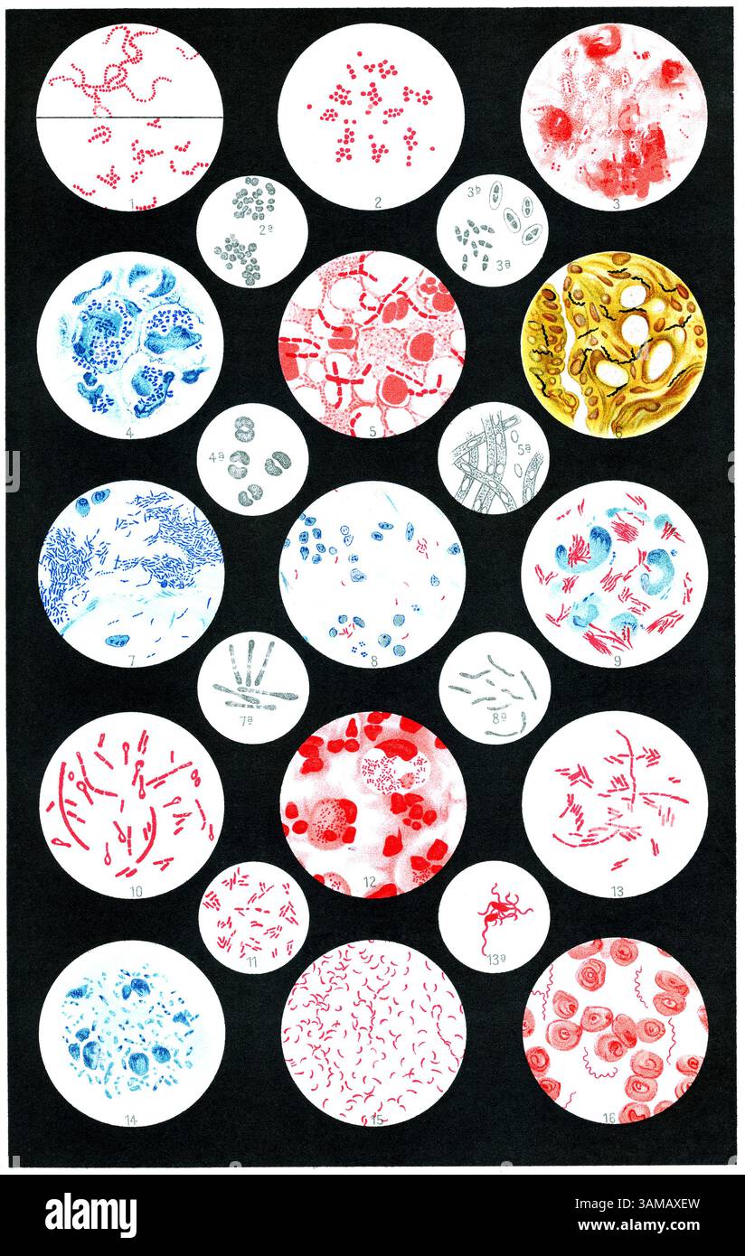 Illustrazione scientifica vintage di vari batteri patogeni. Pubblicazione della "Meyers encyclopedia", Vol. 7, Lipsia, Germania, 1910. Foto Stock