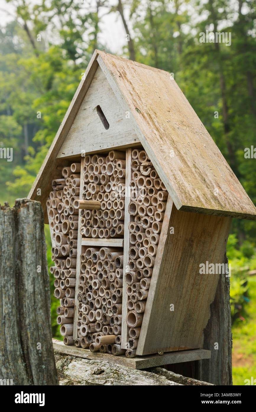 Bug hotel fatto di germogli di bambù tagliati e cavi per insetti in cui andare in letargo per l'inverno nel giardino sul retro. Foto Stock