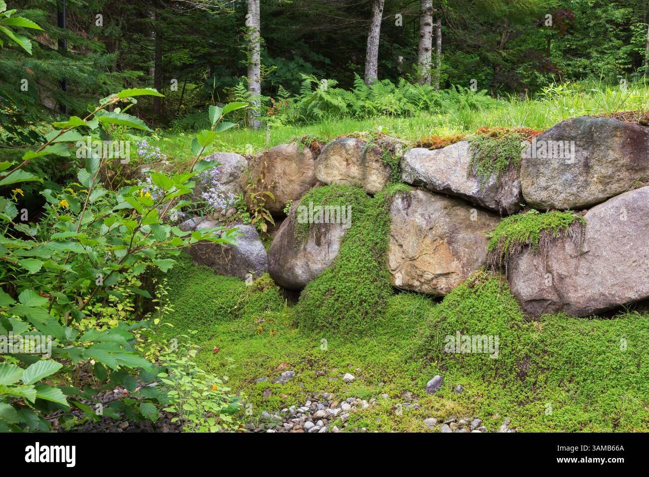 Muro di roccia di ritegno con Thymus serpyllum - Timo selvatico in giardino cortile in estate. Foto Stock
