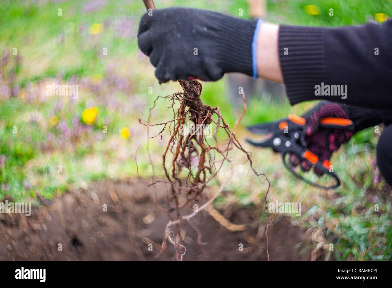Piantare alberi da frutto in giardino. Il giardiniere rifinisce le radici della piantina prima di piantare in buca, con una messa a fuoco morbida e selettiva. Foto Stock
