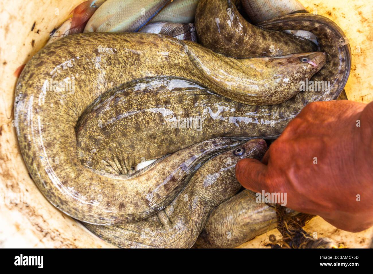 Un'anguilla di murena appena pescata esposta in un mercato locale a Iloilo, Filippine, che mette in evidenza le diverse e uniche offerte di pesce della regione Foto Stock