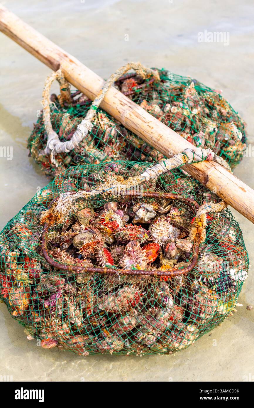 Un sacco di conchiglie di capesante appena raccolte dalla costa di Iloilo, Filippine, che mette in evidenza la pesca costiera tradizionale della regione Foto Stock