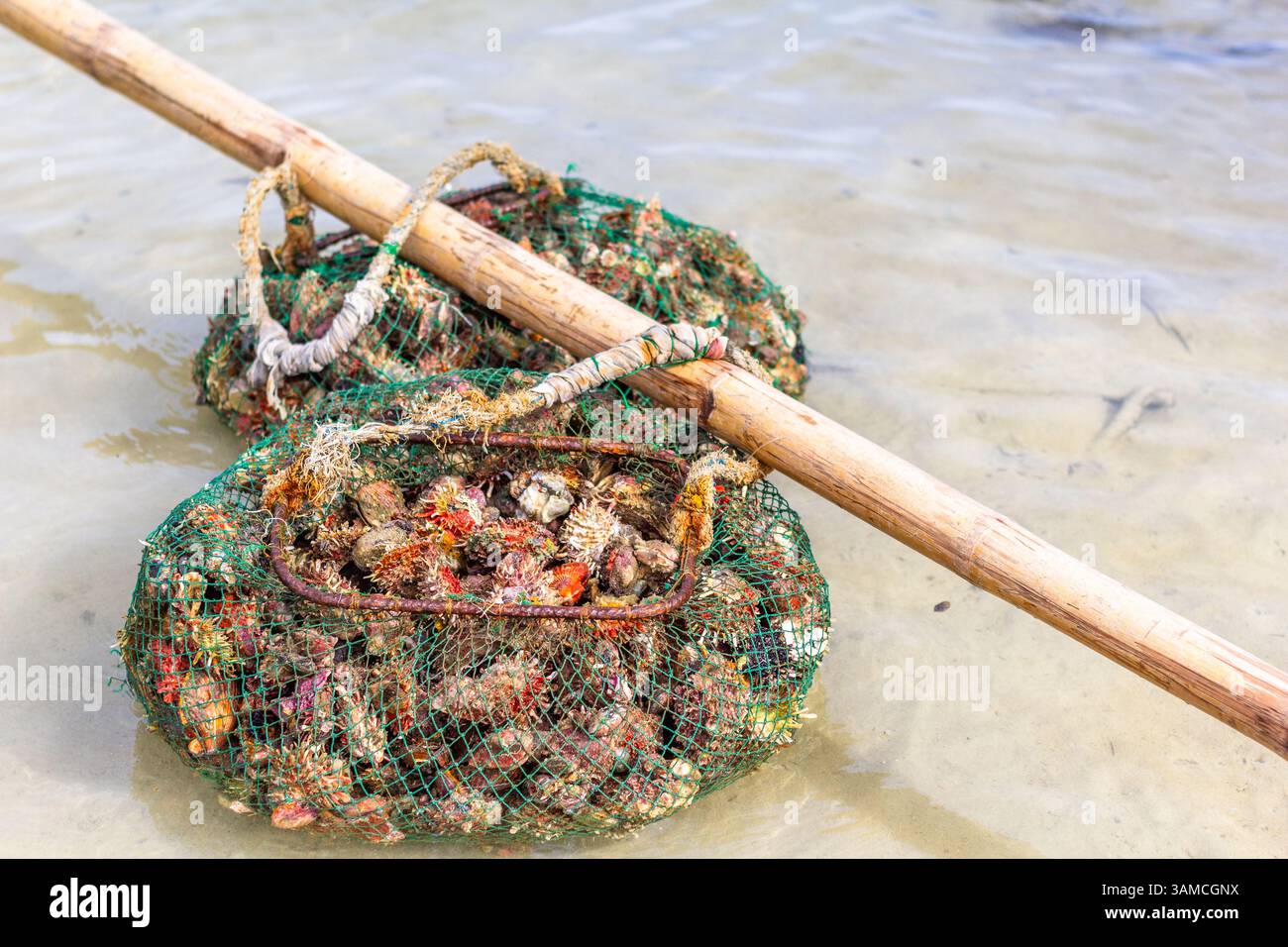 Un sacco di conchiglie di capesante appena raccolte dalla costa di Iloilo, Filippine, che mette in evidenza la pesca costiera tradizionale della regione Foto Stock