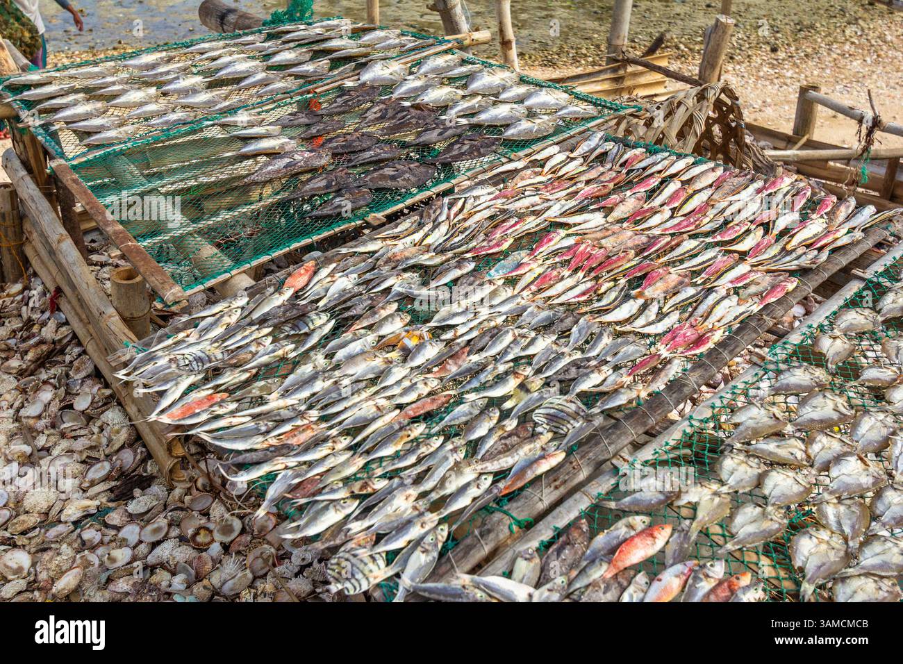 Il pesce viene essiccato sotto il sole a Iloilo, nelle Filippine, come parte dei metodi tradizionali di conservazione prima di essere venduto ai mercati locali Foto Stock