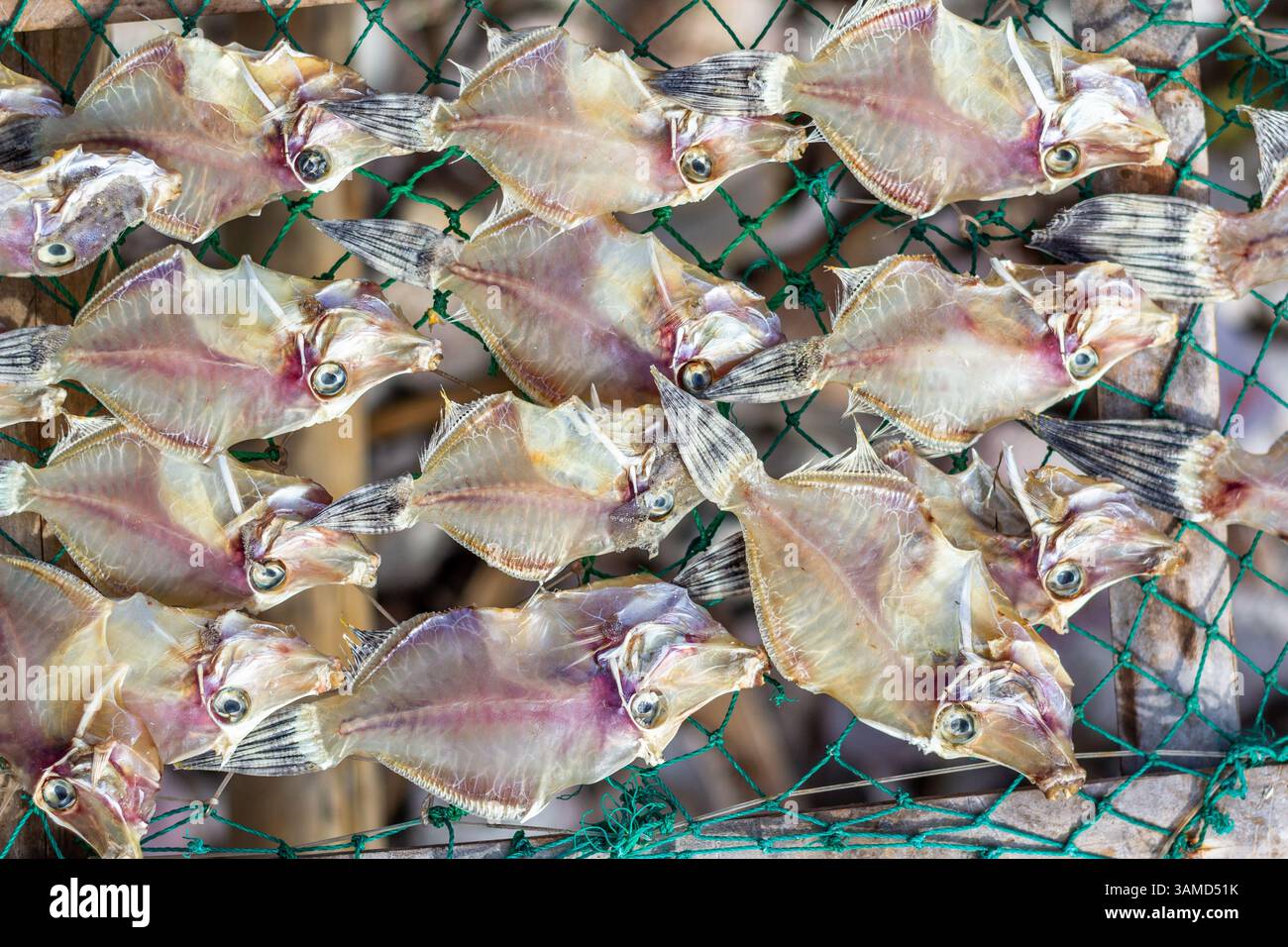 Il pesce viene essiccato sotto il sole a Iloilo, nelle Filippine, come parte dei metodi tradizionali di conservazione prima di essere venduto ai mercati locali Foto Stock