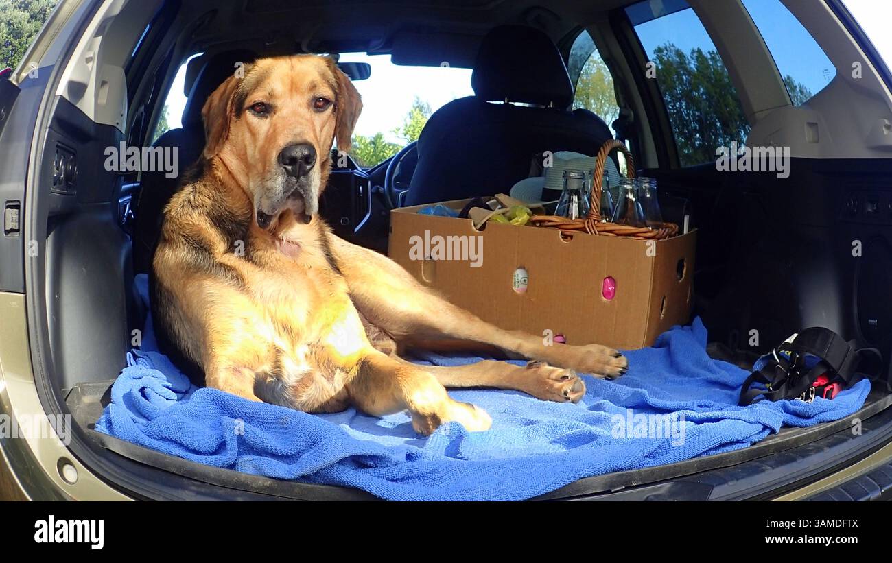 Il cane Big Huntaway si rilassa sul retro di un SUV, guarda il pesce all'altezza degli occhi nello stivale Foto Stock