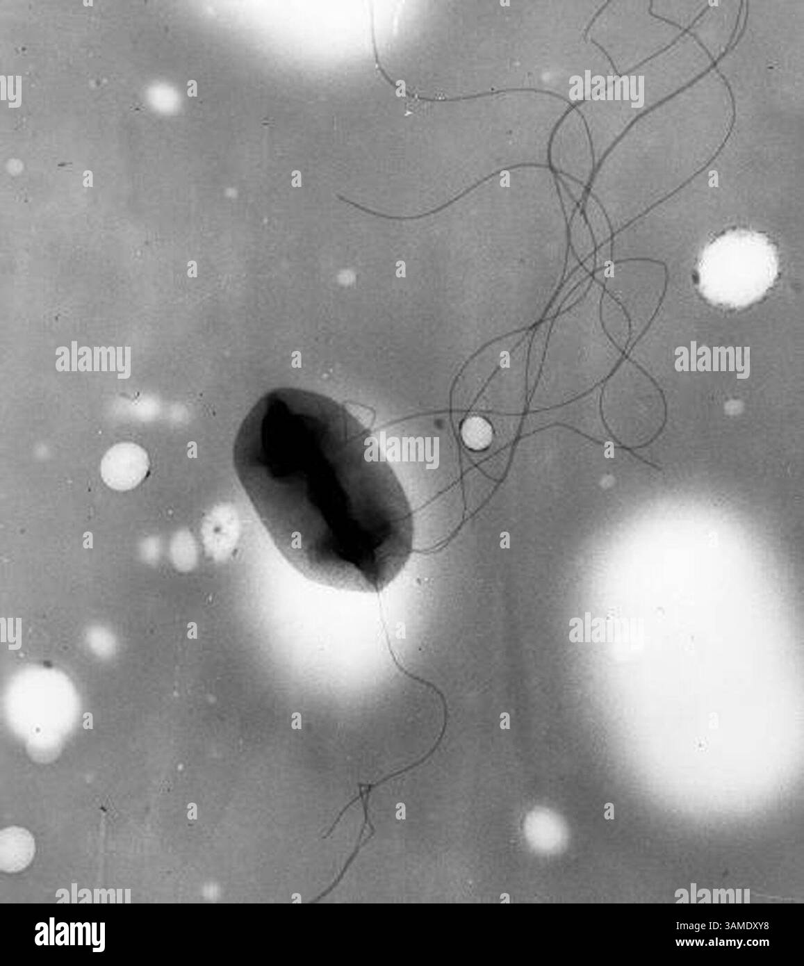 14 settembre 2000 - FRANCOBOLLO, Stati Uniti - (KRT9) KRT US NEWS STORY SLUGGED: GERMS KRT PHOTOGRAPH PER GENTILE CONCESSIONE DEL CENTRO PER IL CONTROLLO DELLE MALATTIE (18 settembre) questa è un'immagine al microscopio elettorale di un batterio E. coli, un microbo "quorum-sensing" che può inviare e ricevere segnali chimici da altri come esso, in effetti conducendo un conteggio della testa dei suoi vicini. I piccoli insetti sono geneticamente programmati per aspettare che ne siano stati assemblati abbastanza prima di lanciare un attacco infettivo. (KRT) AP PL BL KD 2000 (VERT.) (kn) (SOLO B&N) (immagine di credito: © Center for Disease Control/mct/ZUMAPRESS.com) Foto Stock